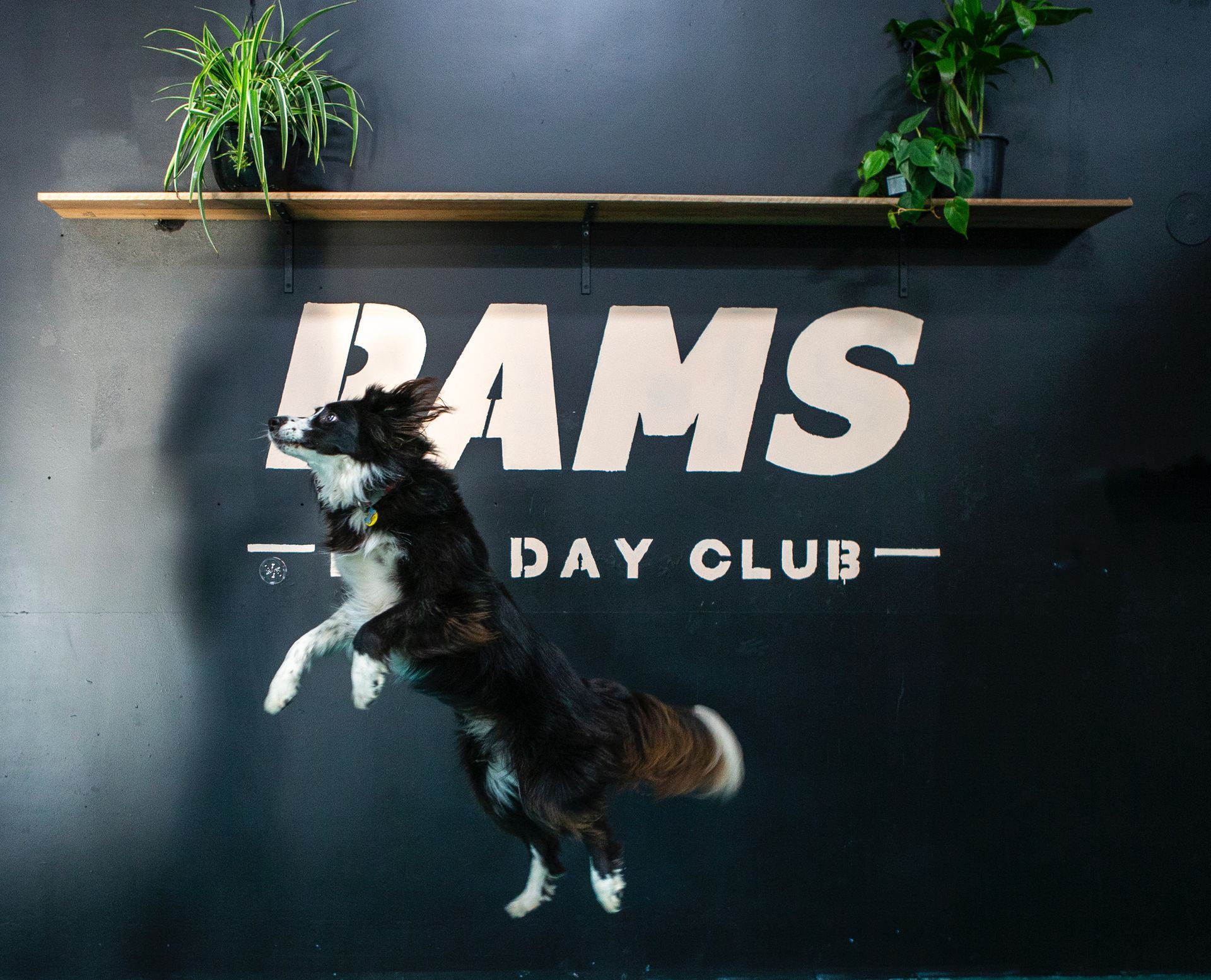 Black and white dog mid-jump in front of a black wall with the words