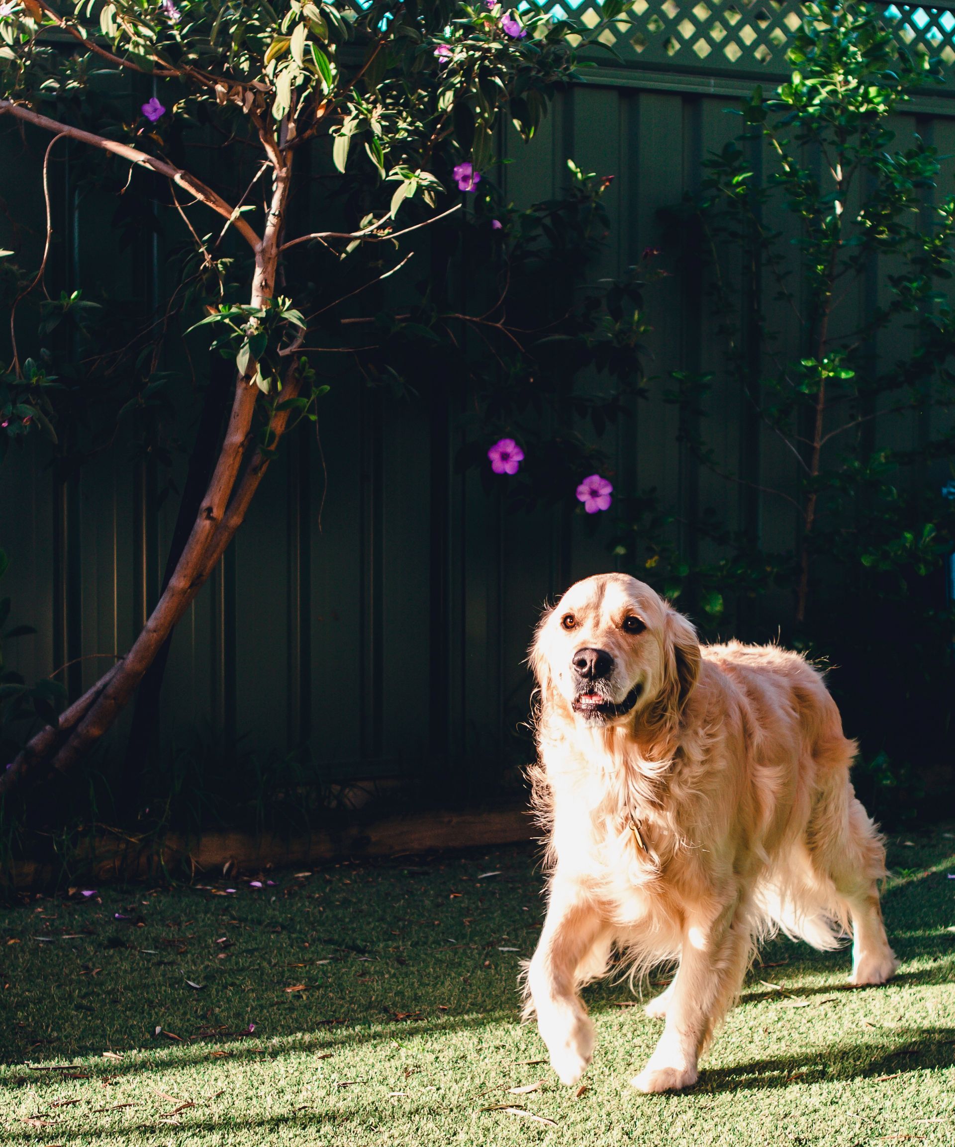 Golden retriever walking on grass in a backyard, under a tree with purple flowers and a green fence. — Pams Dog Day Club In Moolap, VIC