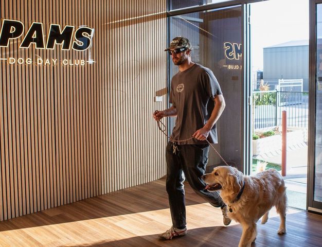 A man walking a golden retriever — Pams Dog Day Club In Moolap, VIC