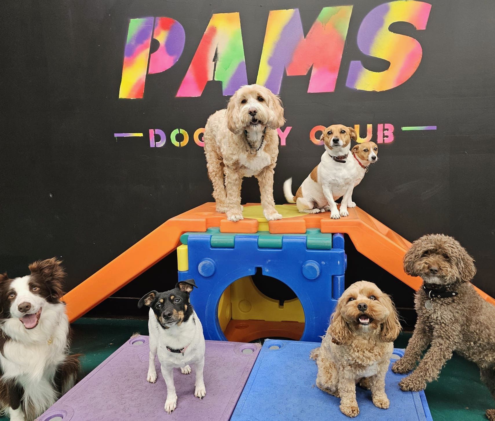Dogs at PAMS Doggy Club on a colourful play structure, smiling — Pams Dog Day Club In Moolap, VIC