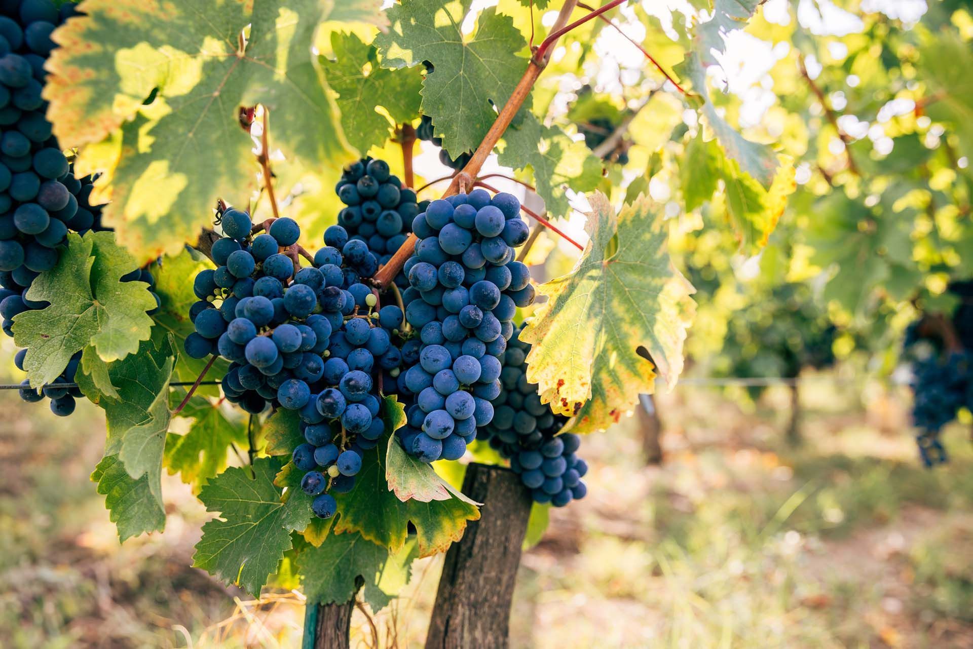 Cluster of ripe purple grapes hanging on a vine