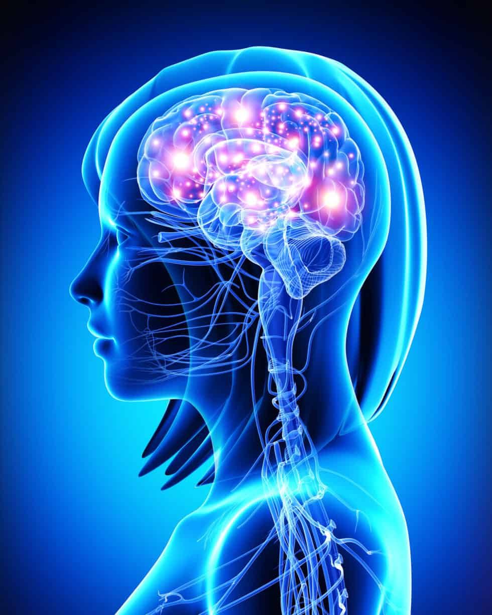 A computer generated image of a woman 's brain