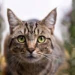 A close up of a cat with green eyes looking at the camera A close up of a cat with green eyes looking at the camera