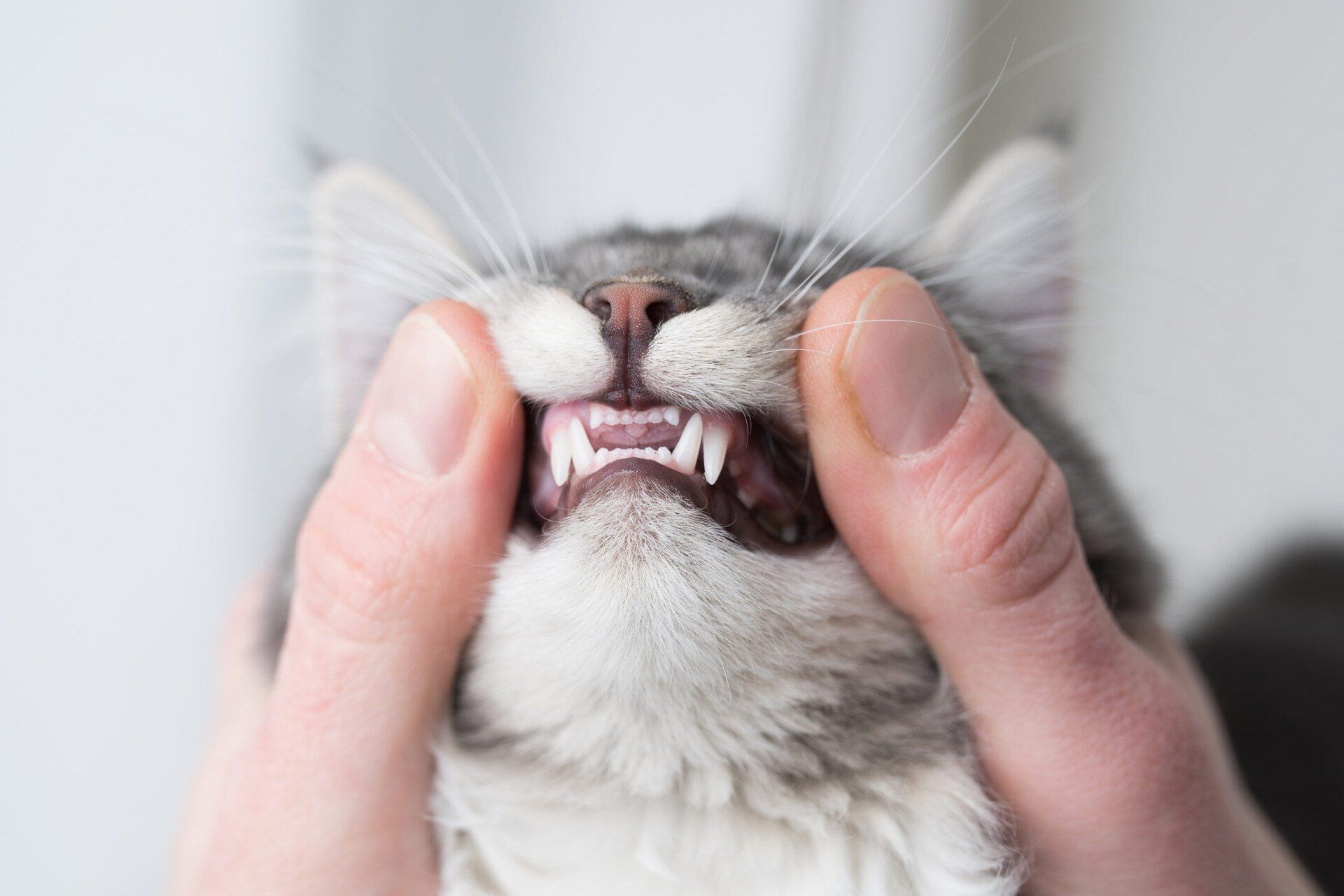 Cat Dental Exam — Leechburg, PA — Kiski Valley Animal Clinic