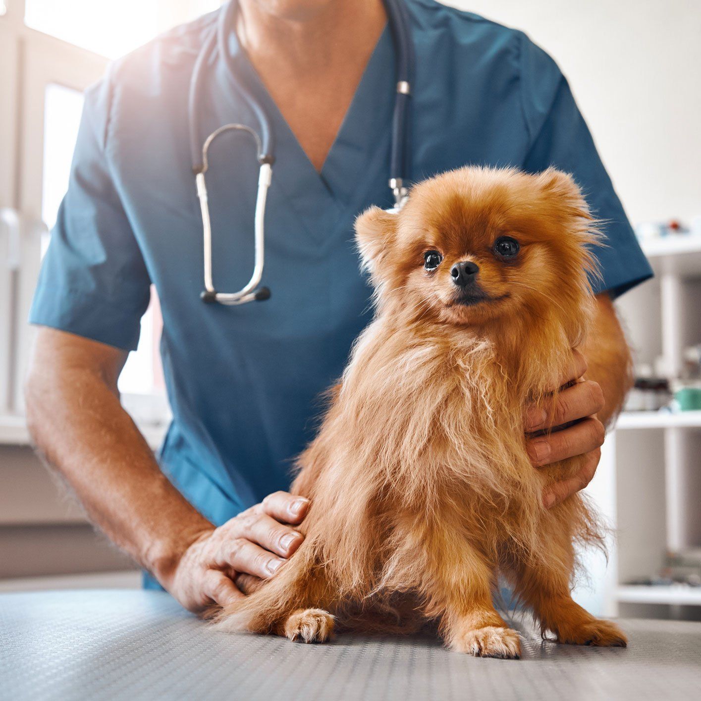 Cute Dog At Veterinary Clinic — Leechburg, PA — Kiski Valley Animal Clinic
