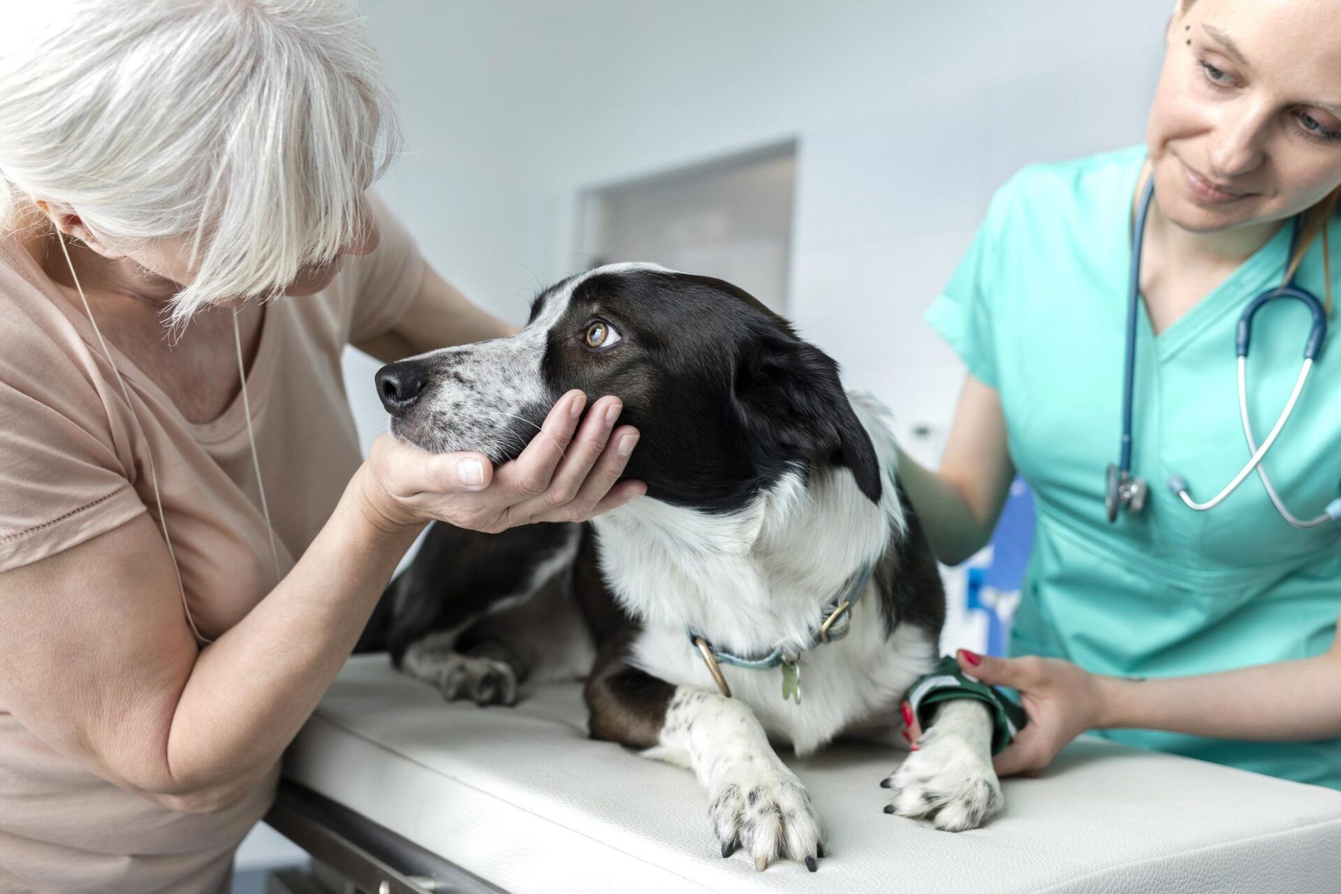 Dog Bloodwork — Leechburg, PA — Kiski Valley Animal Clinic