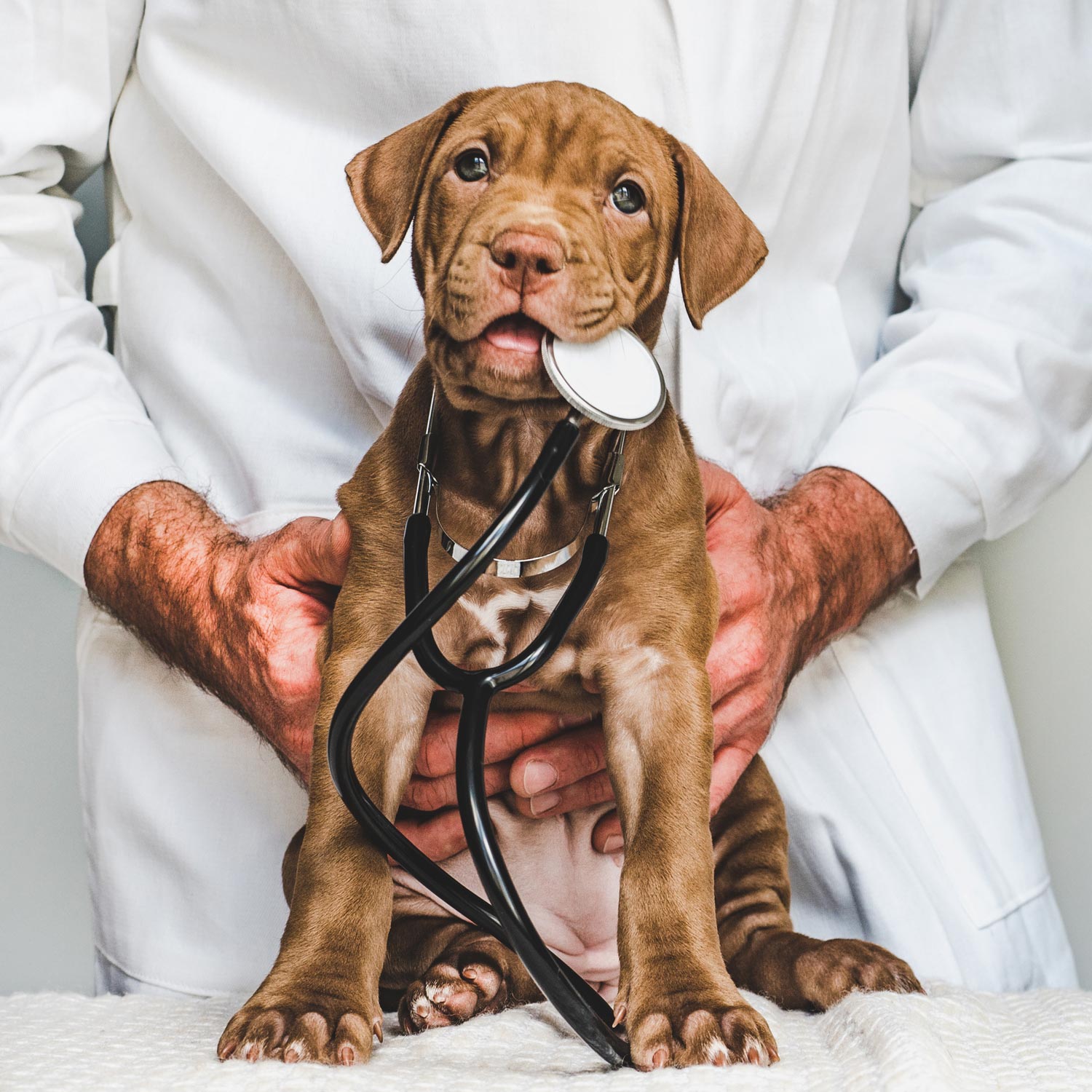 Cute Puppy — Leechburg, PA — Kiski Valley Animal Clinic