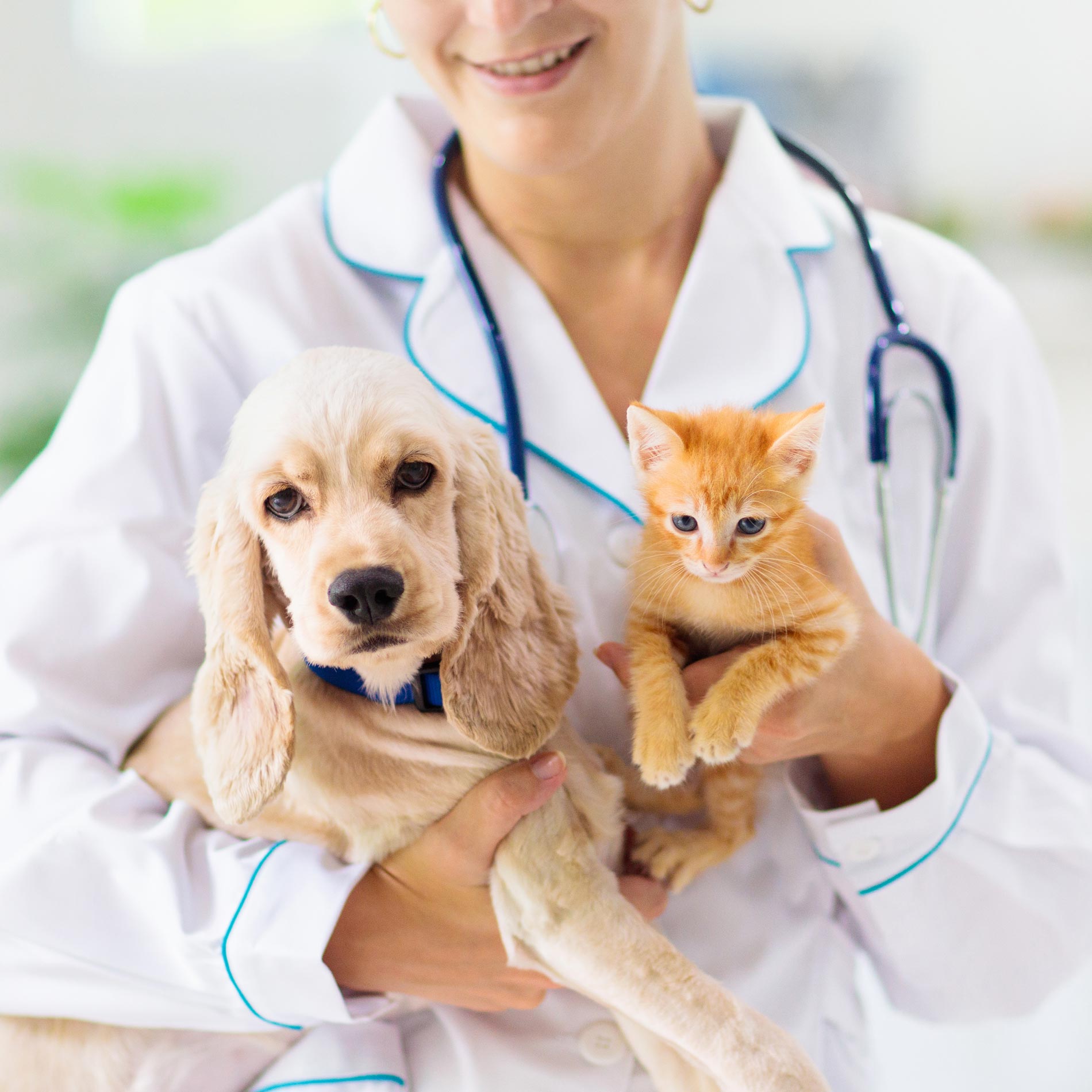 Vet With Puppy And Kitten — Leechburg, PA — Kiski Valley Animal Clinic