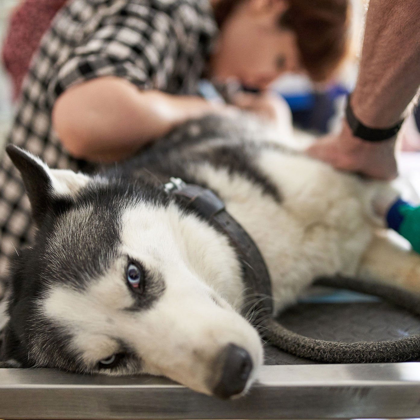 Dog Ultrasound Diagnostic — Leechburg, PA — Kiski Valley Animal Clinic