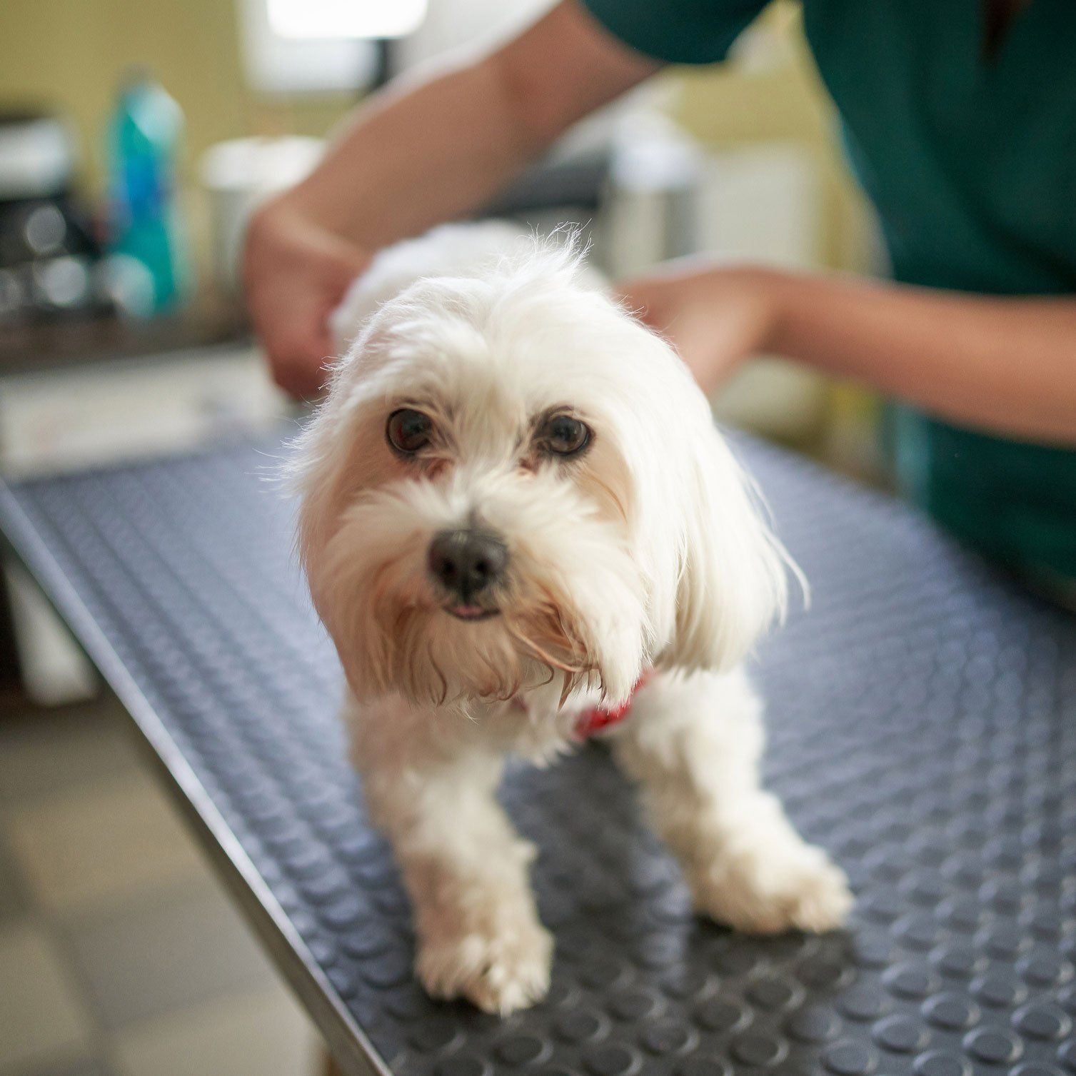 Dog Vaccine — Leechburg, PA — Kiski Valley Animal Clinic