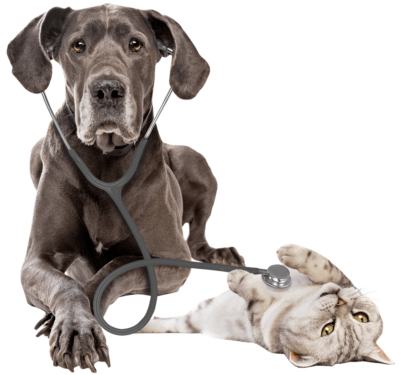Dog And Cat — Leechburg, PA — Kiski Valley Animal Clinic
