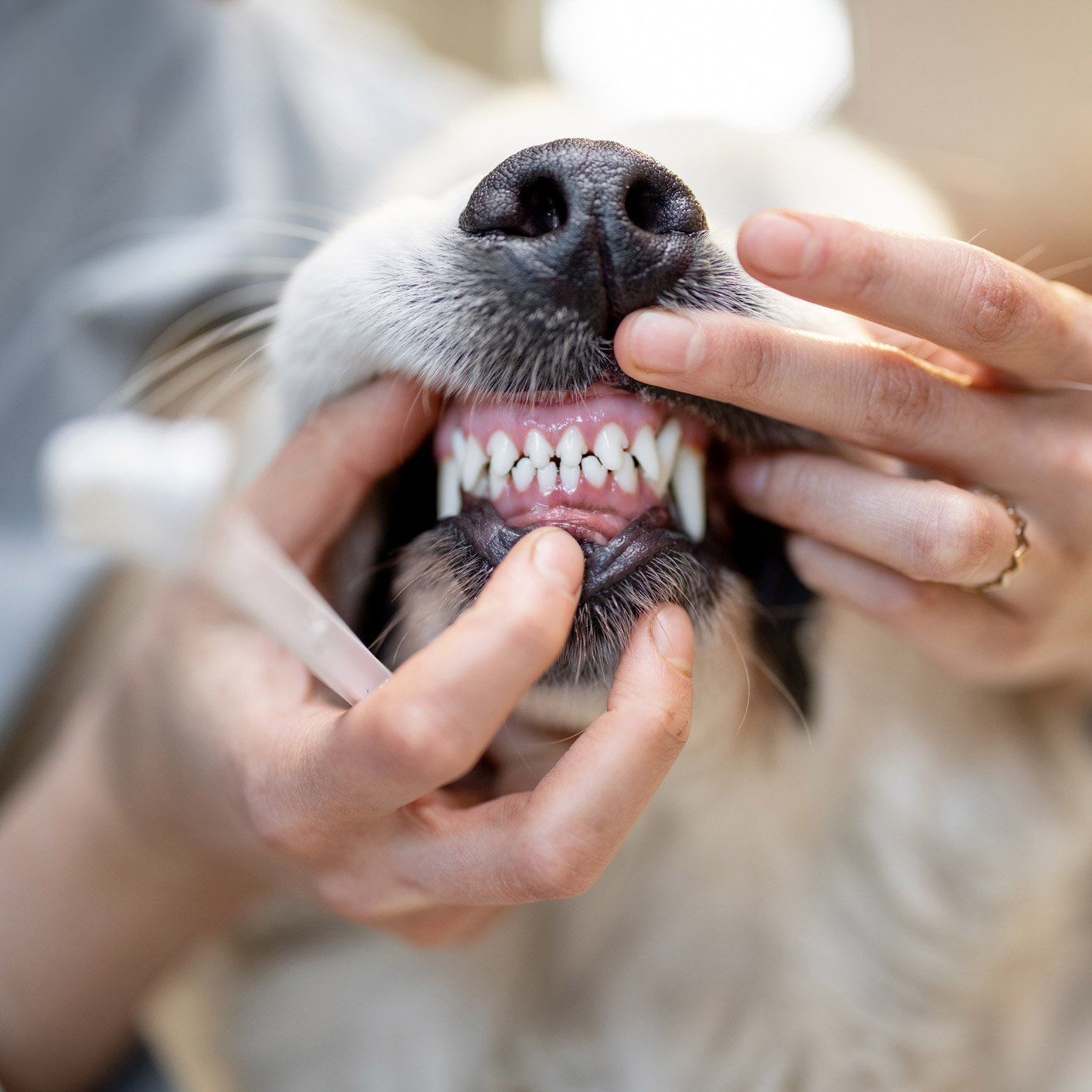 Dog Dental Exam — Leechburg, PA — Kiski Valley Animal Clinic
