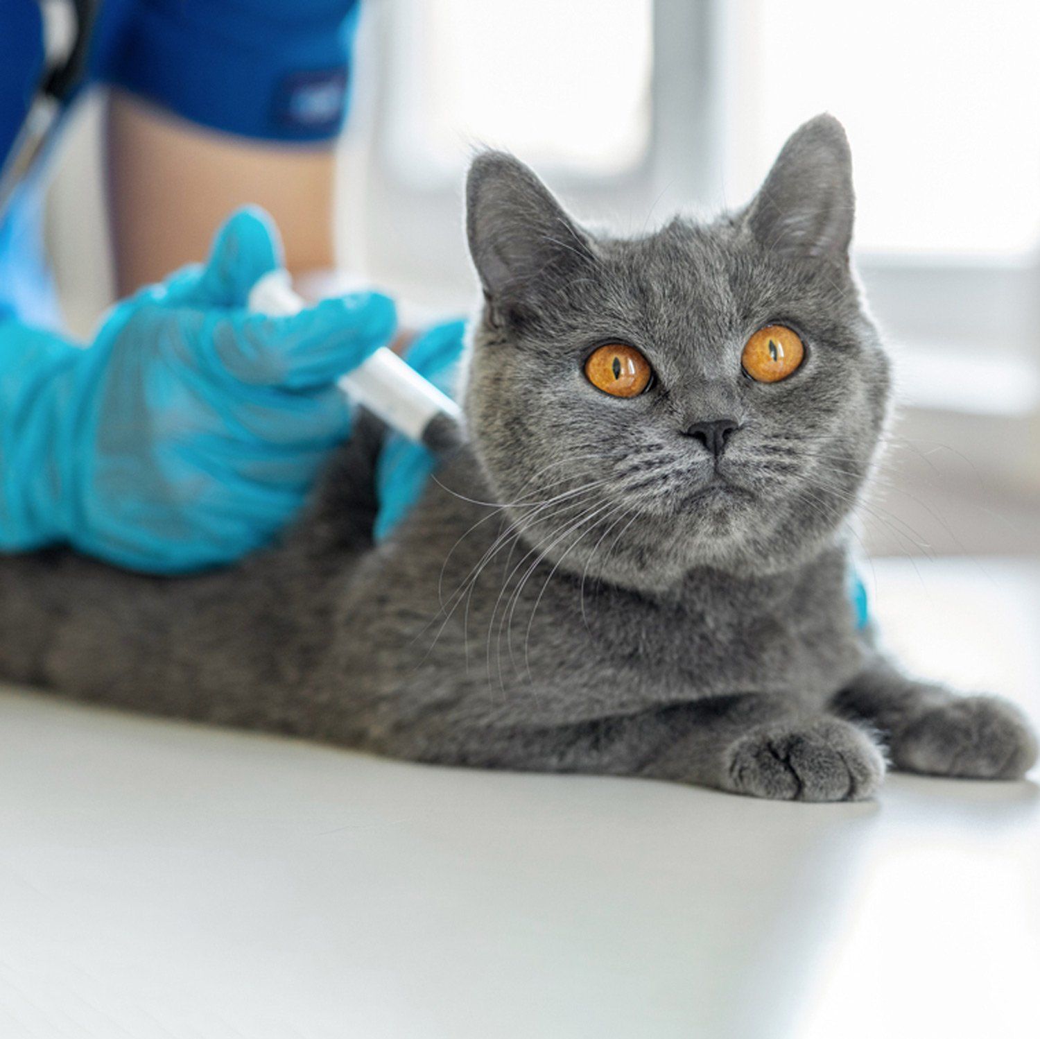 Cat Vaccination — Leechburg, PA — Kiski Valley Animal Clinic
