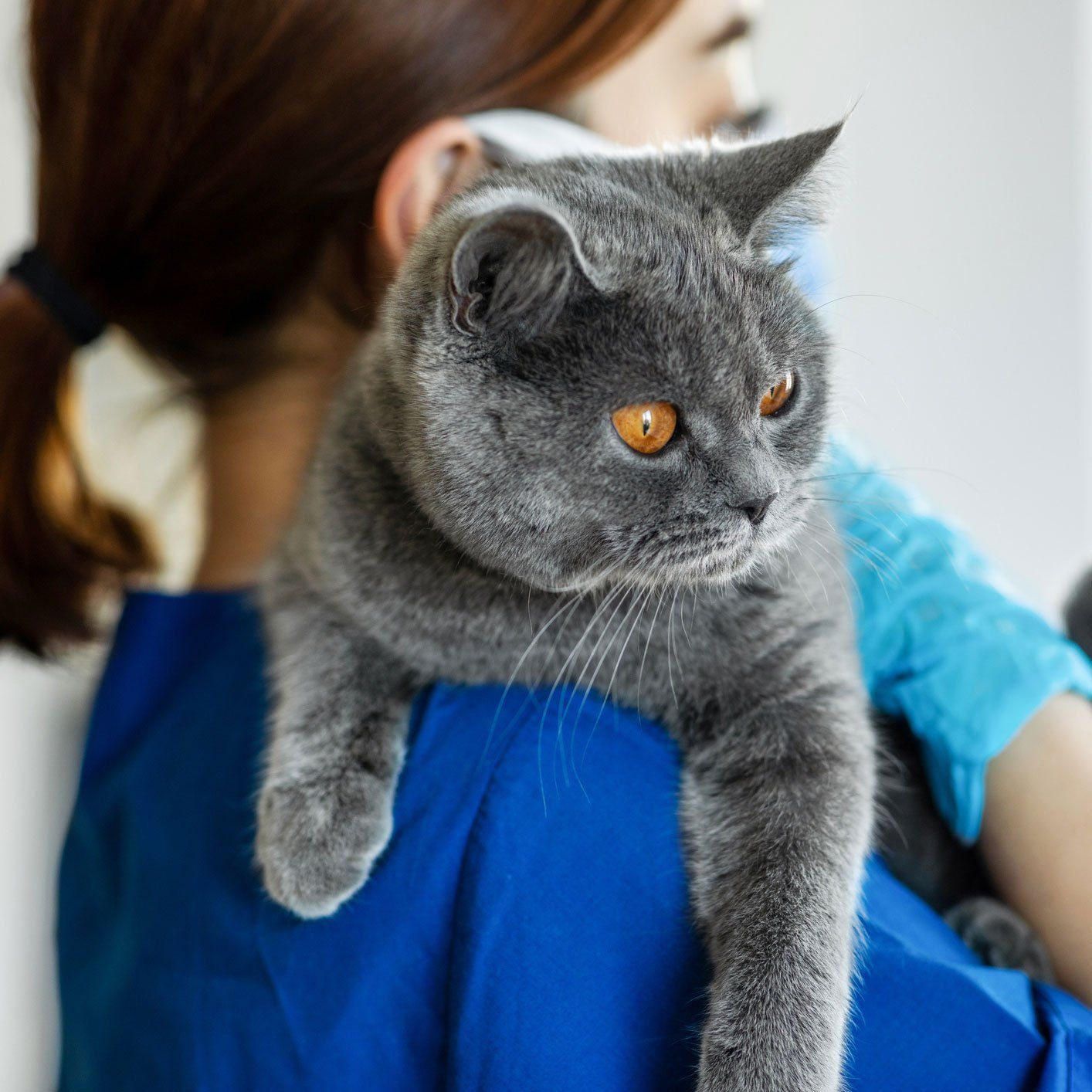Vet Holding A Cat — Leechburg, PA — Kiski Valley Animal Clinic