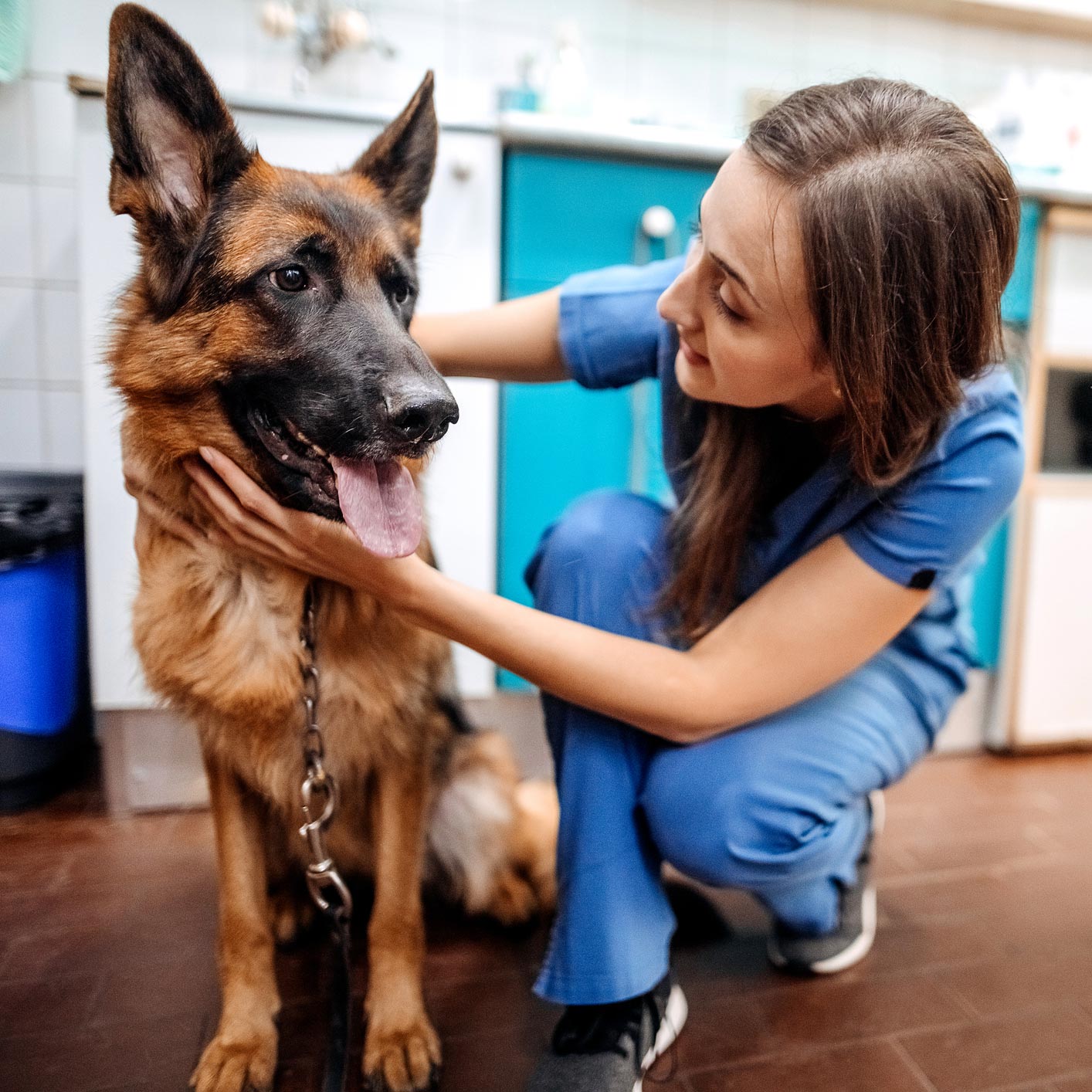 Vet Caring A Dog — Leechburg, PA — Kiski Valley Animal Clinic