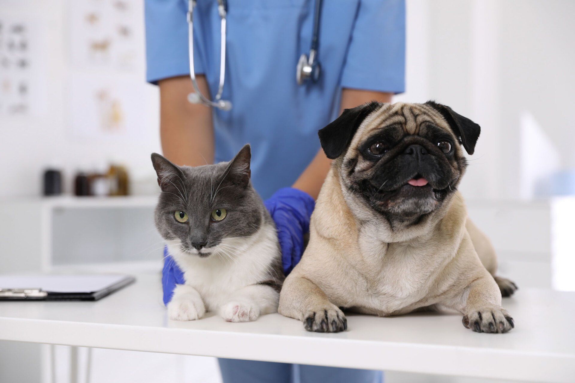 Cat And Dog Vaccination — Leechburg, PA — Kiski Valley Animal Clinic