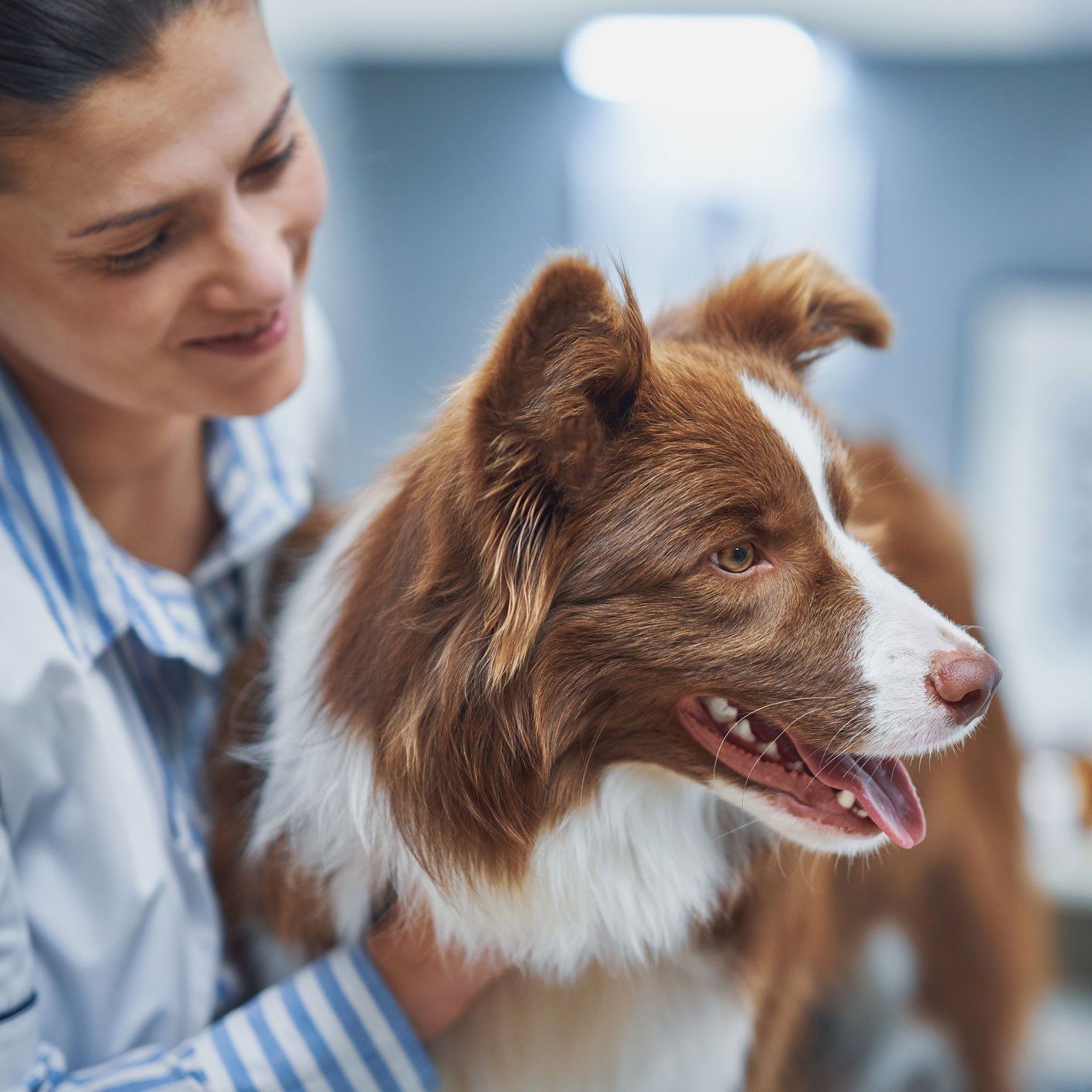 Veterinarian And Border Collie Dog — Leechburg, PA — Kiski Valley Animal Clinic