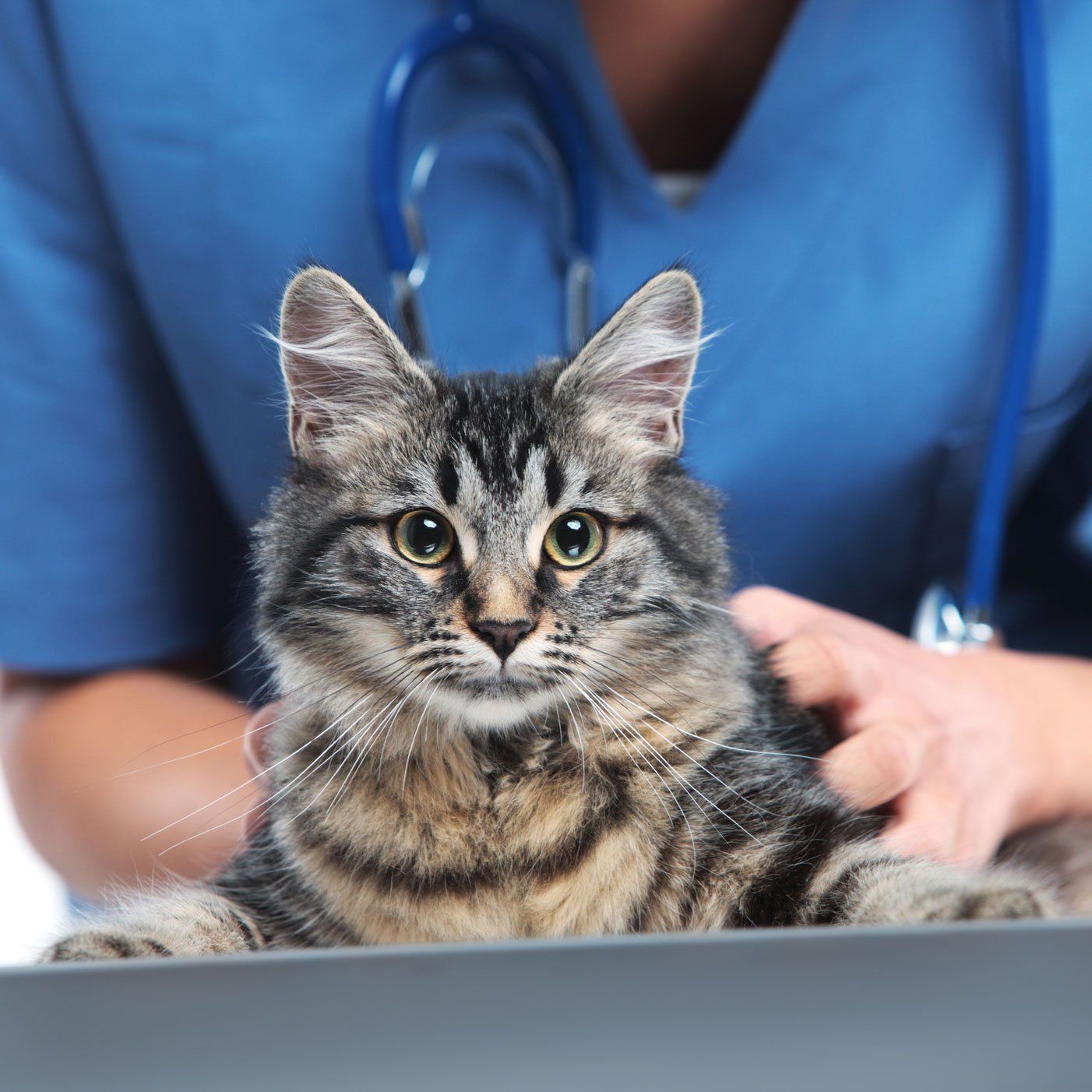 Vet Caring A Cat — Leechburg, PA — Kiski Valley Animal Clinic