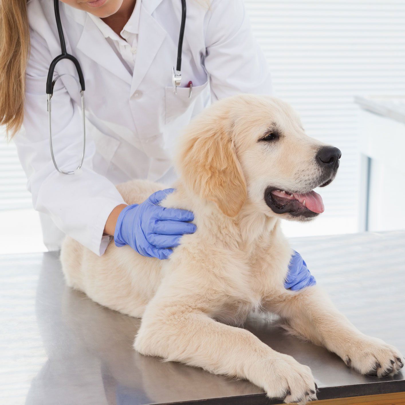 Veterinarian And Cute Puppy — Leechburg, PA — Kiski Valley Animal Clinic