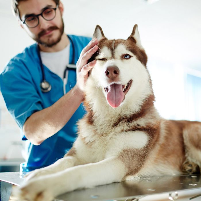 Veterinarian And Husky Dog — Leechburg, PA — Kiski Valley Animal Clinic