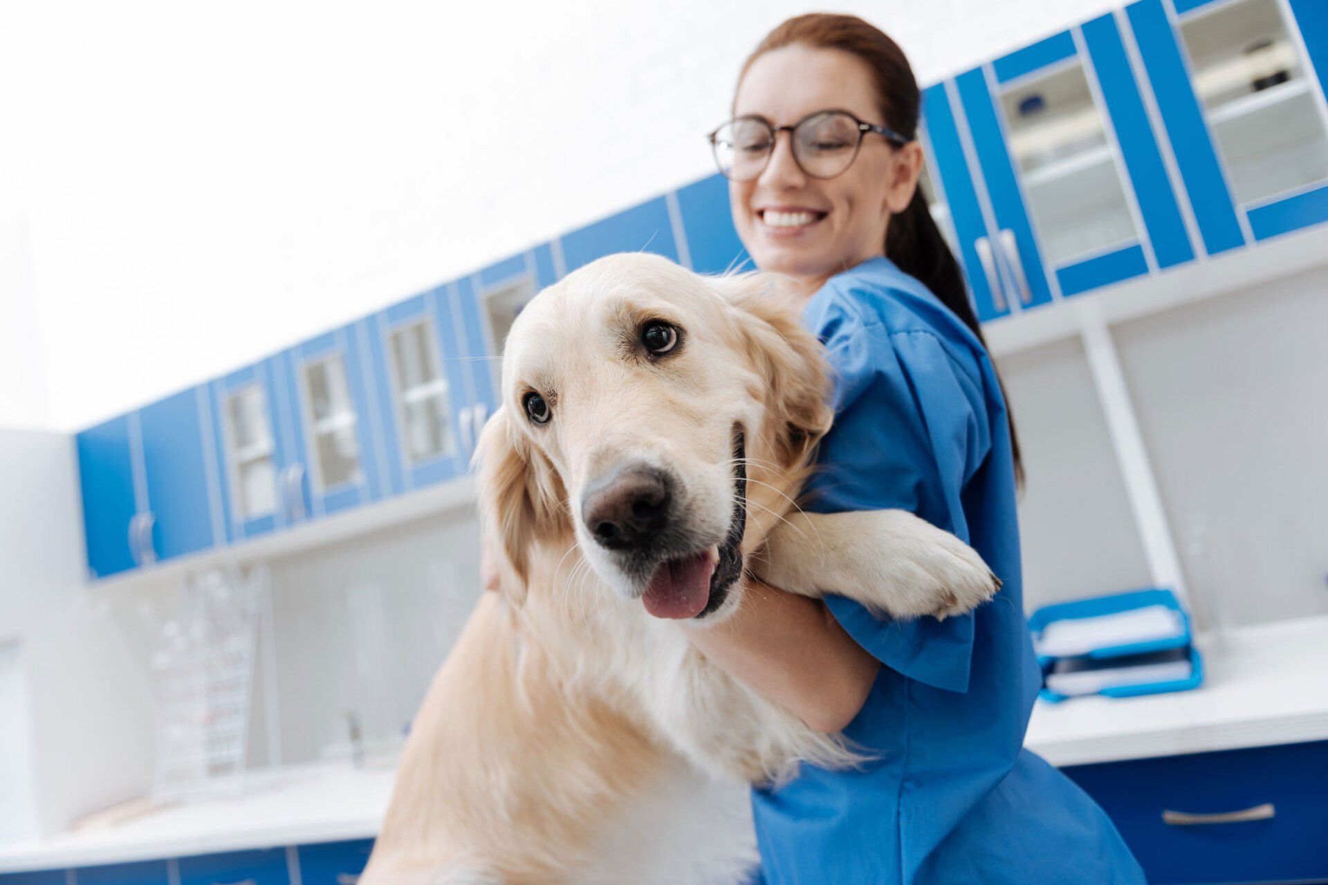 Vet Carrying Dog — Leechburg, PA — Kiski Valley Animal Clinic