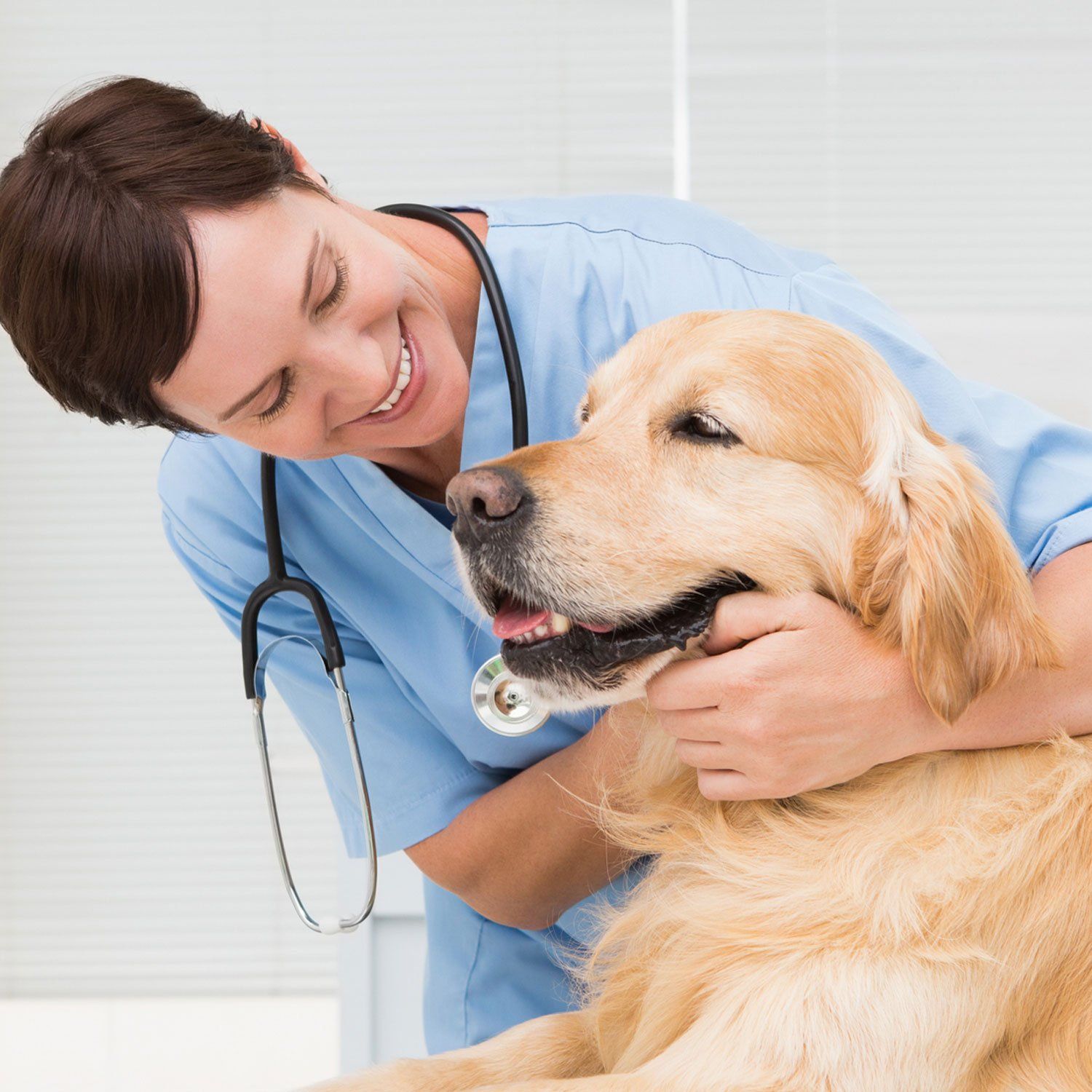 Veterinarian And Golden Retriever Dog — Leechburg, PA — Kiski Valley Animal Clinic