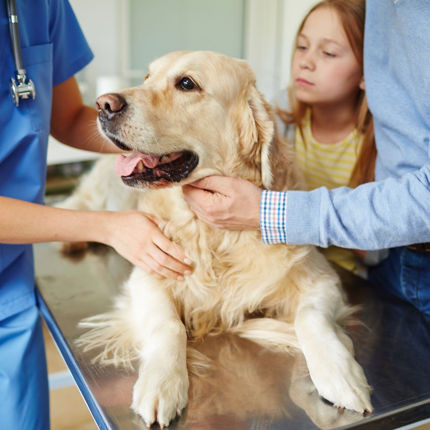 Dog At Vet Clinic — Leechburg, PA — Kiski Valley Animal Clinic