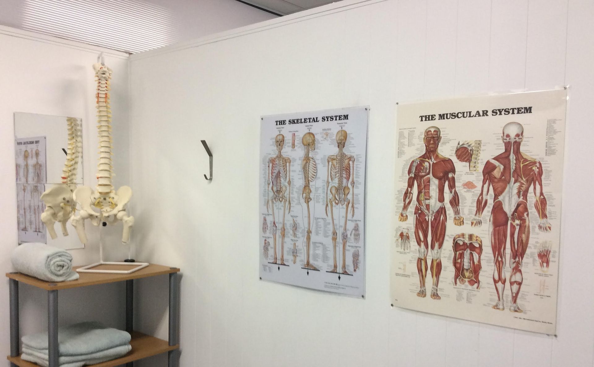 Doctors room with skeletal posters on the wall — Spinal Symmetry In Salamander Bay, NSW