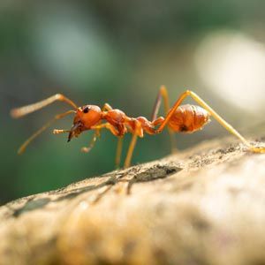 gernatt-pest-solutions-nav