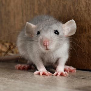 gernatt-pest-solutions-nav