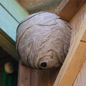 gernatt-pest-solutions-nav