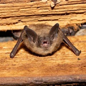 gernatt-pest-solutions-nav