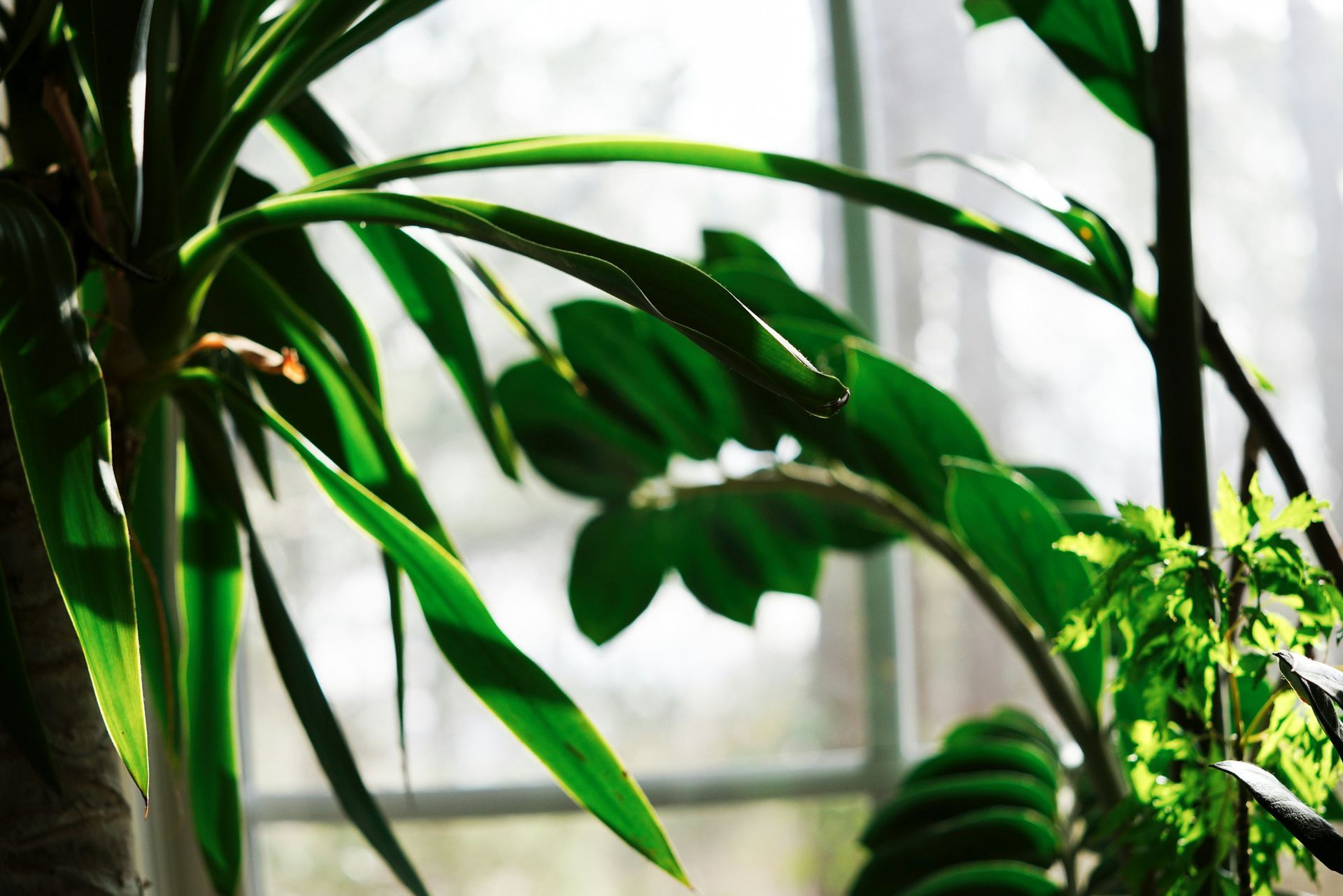 Green indoor plants in front of a window with white curtains, natural light.