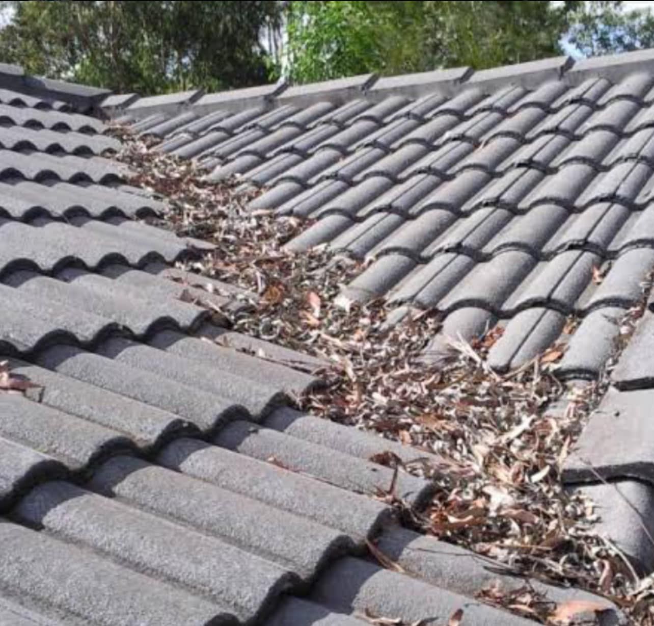 A roof with a lot of leaves on it