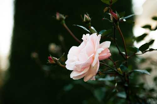 Pink Rose in bush in Indiana.