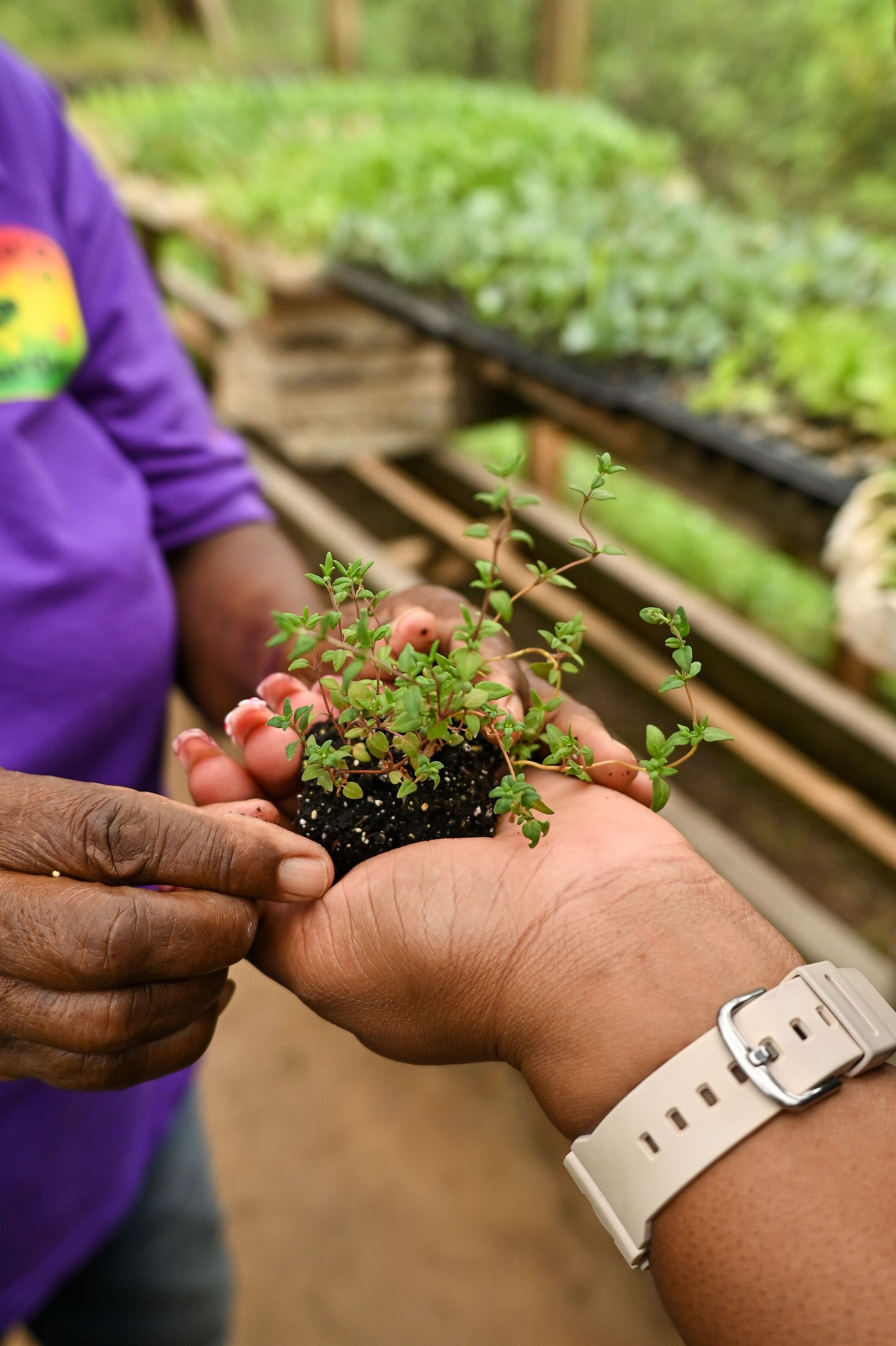 Two hands holding a small plant seedling in a nursery garden in Grenada