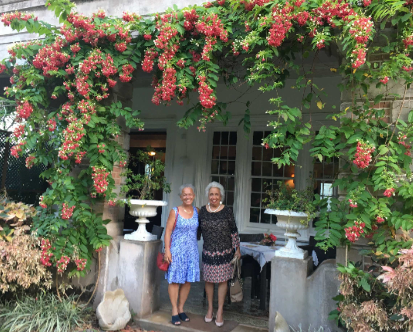 Colorful African daisy flowers in a vibrant garden.