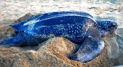 turtle watching tour Grenada | eco-friendly things to do in Grenada | sustainable travel Grenada | regenerative tourism Caribbean