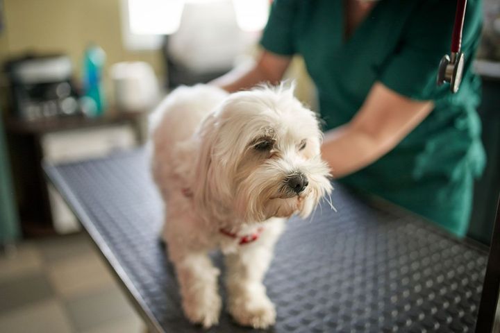 Dog After Check-up — Sacramento, CA — Vintage Park Veterinary Clinic