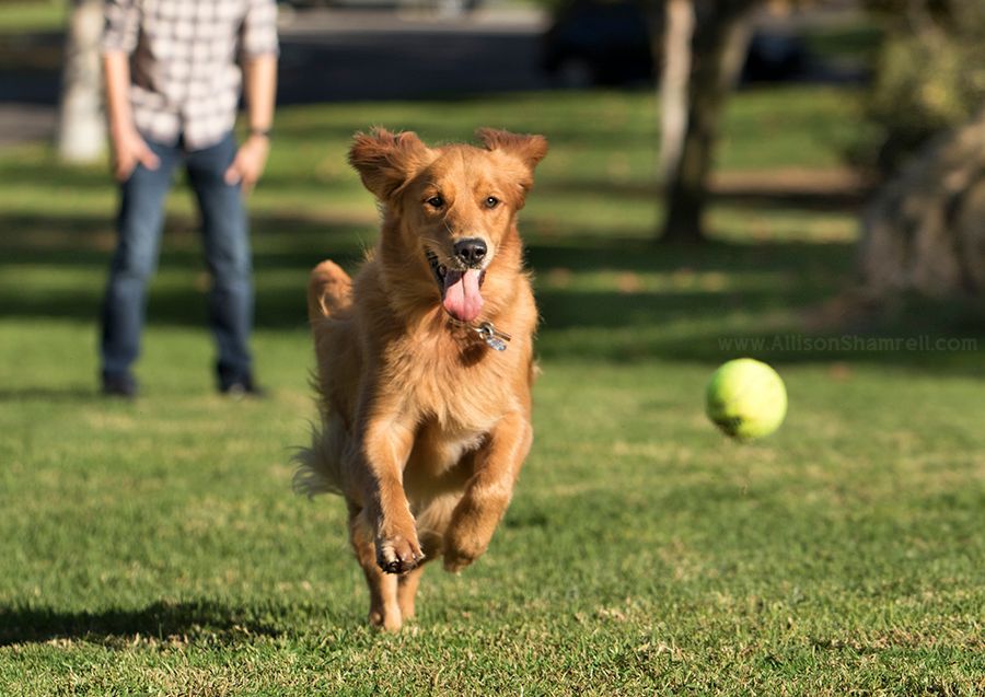 A dog is running towards a tennis ball in a park.