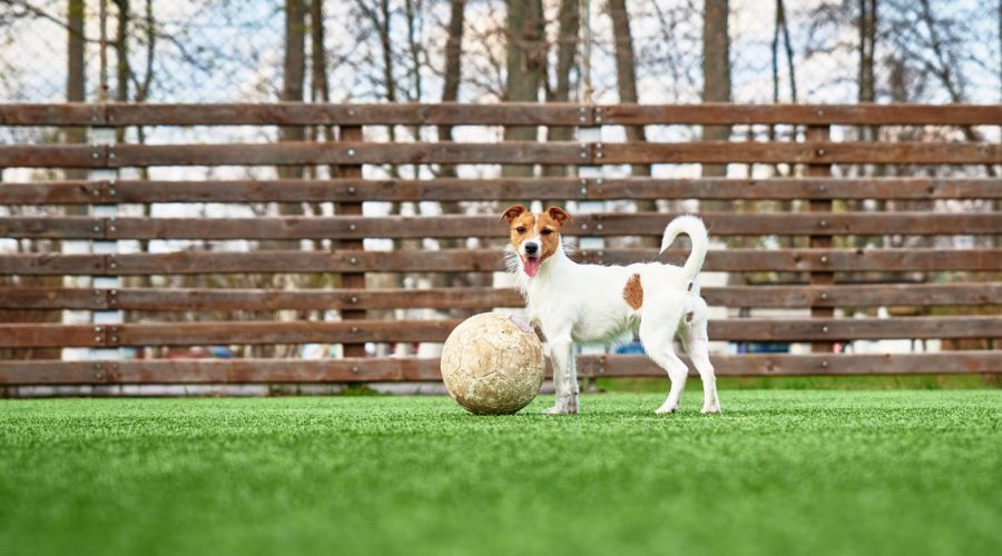 Small dog safely contained in a yard with a horizontal wooden dog fence in St. Petersburg, FL.