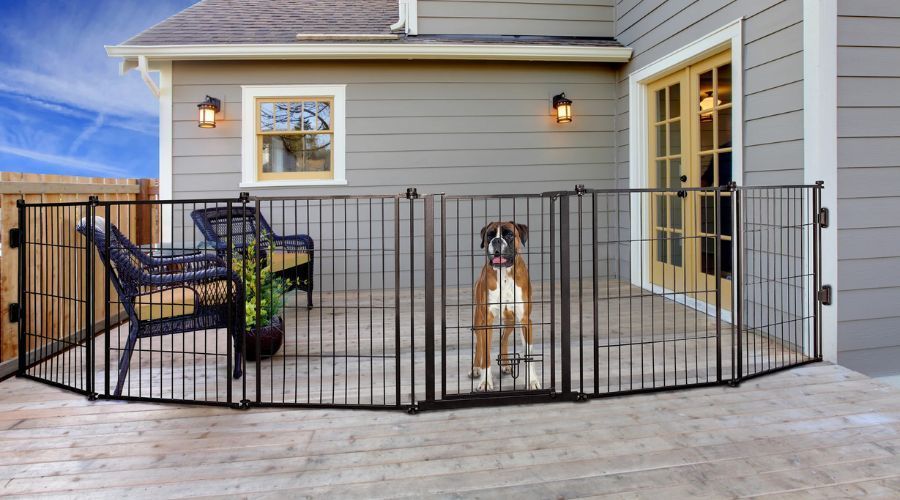 Dog secured behind a black metal pet-safe patio fence