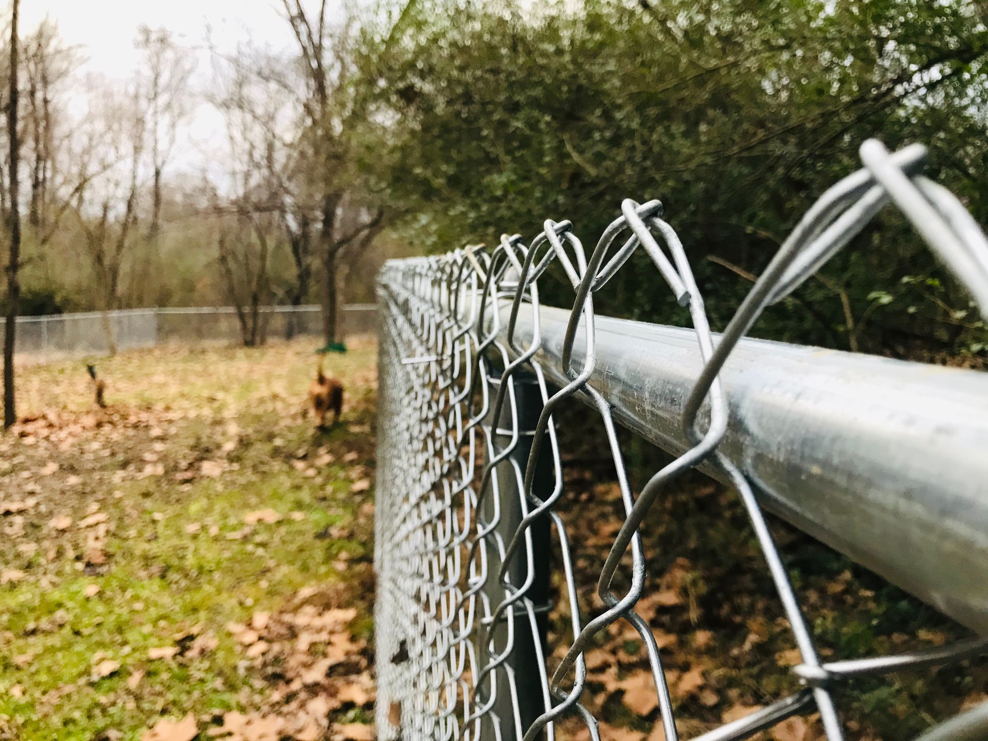 A chain-link fence stretches into the background, where a small dog walks across a leaf-covered field near trees.