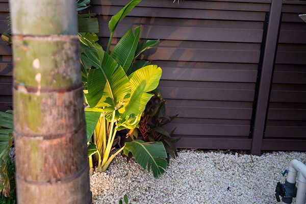 A fence with a palm tree in the foreground and a plant in the background.