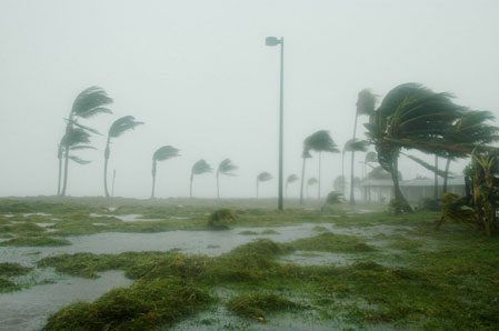 A row of palm trees blowing in the wind during a hurricane.