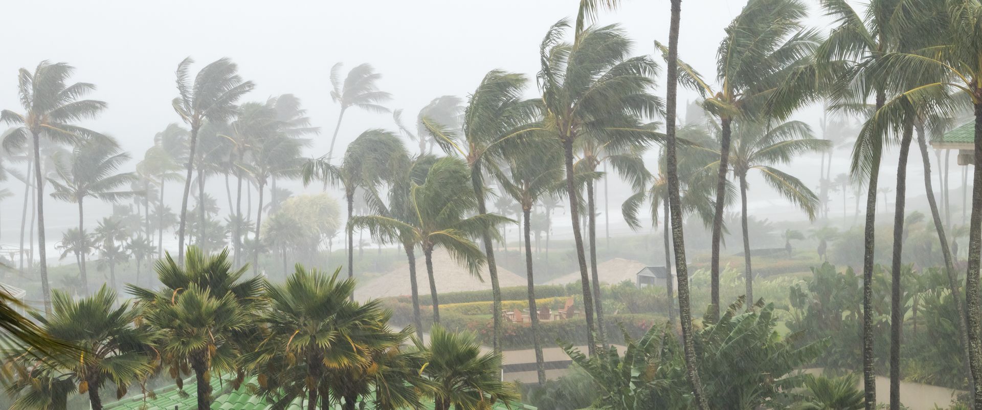 A group of palm trees are blowing in the wind in the rain.