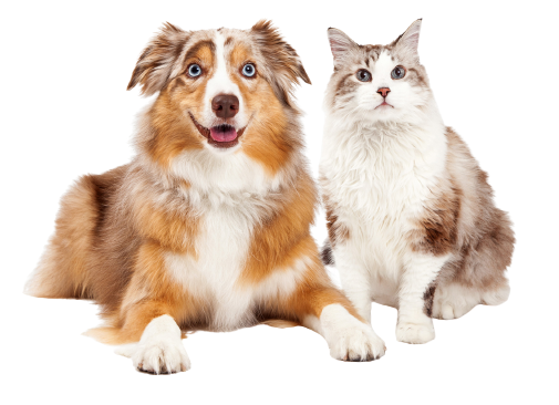 Dog And Cat — Tyler, TX — Chapel Hill Veterinary Clinic