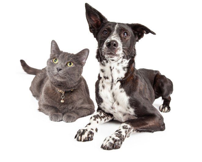 Black Cat And Dog — Tyler, TX — Chapel Hill Veterinary Clinic