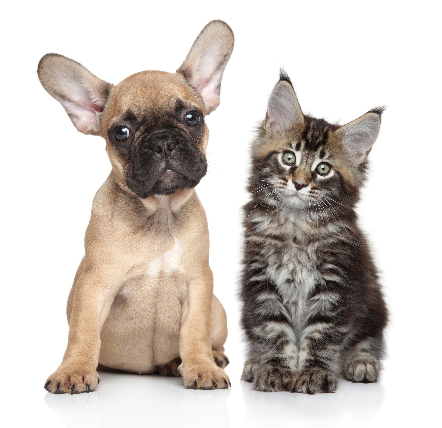 Cute Pets — Tyler, TX — Chapel Hill Veterinary Clinic