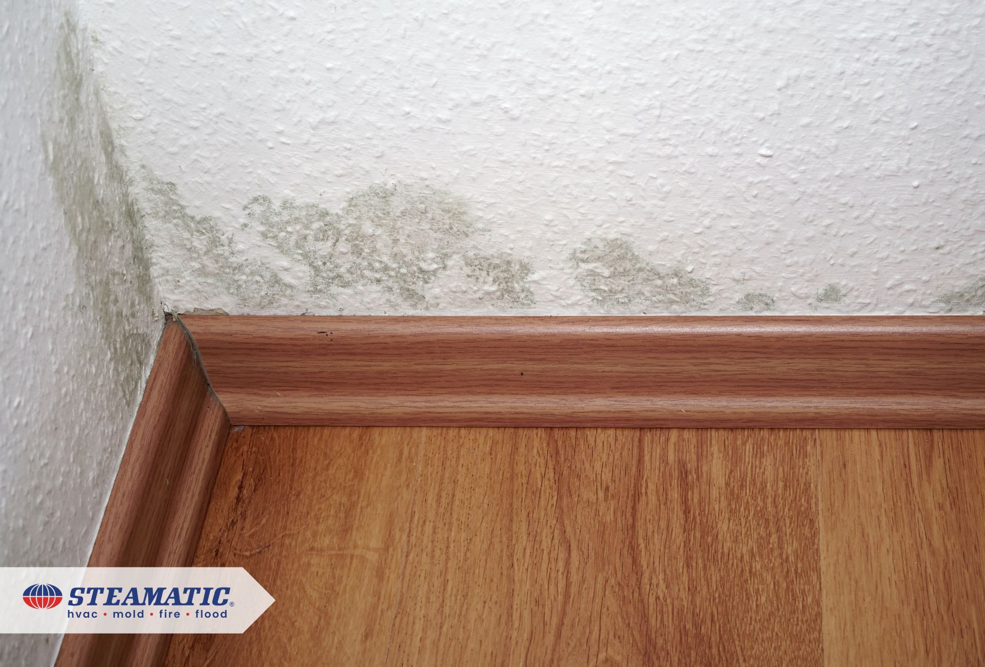 Why Mold Growth Increases in Fall: Insights from a Mold Remediation Company